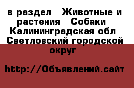  в раздел : Животные и растения » Собаки . Калининградская обл.,Светловский городской округ 